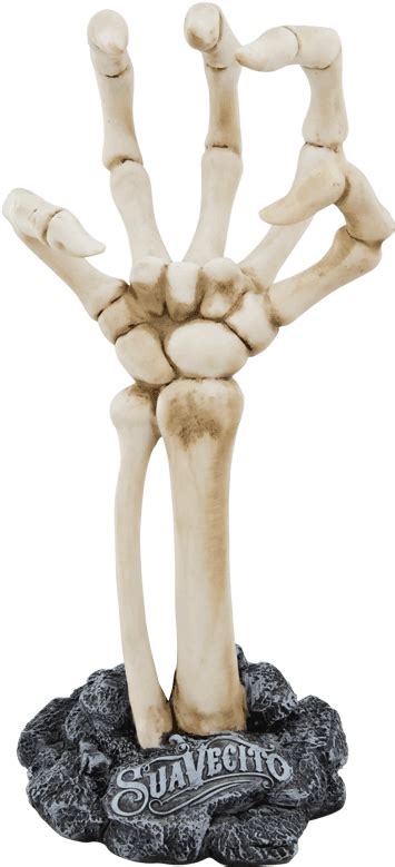 Download Skeleton Hand Display Upper Limb Hd Transparent Png