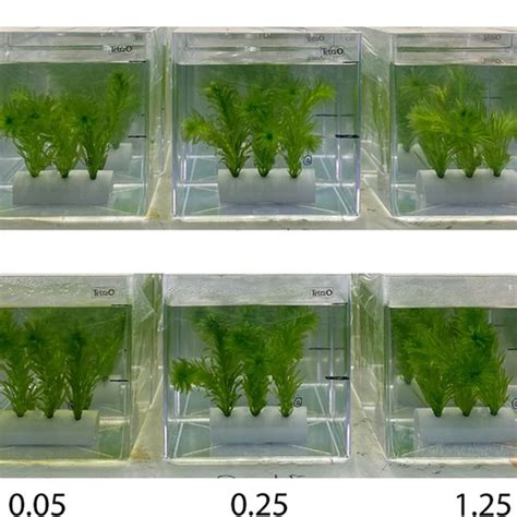 Representative Microscopic Images Of Egeria Densa Roots After Exposure