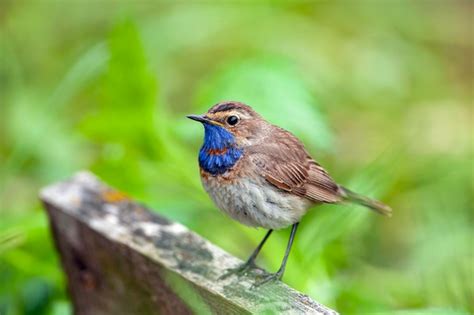 El Pechiazul Es Un Peque O P Jaro Paseriforme Foto Premium