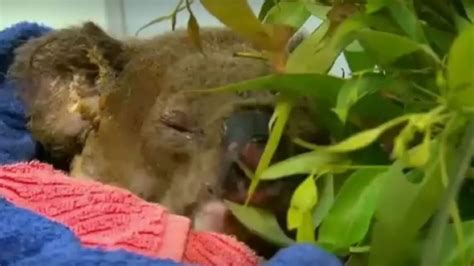 El Koala Lewis Tuvo Que Ser Sacrificado Por Su Mal Estado De Salud