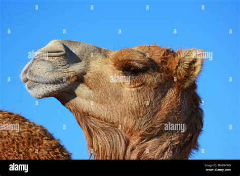 Camel Nostril Hi Res Stock Photography And Images Alamy