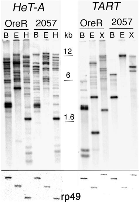 Genomic Organization Of The Drosophila Telomere Retrotransposable Elements