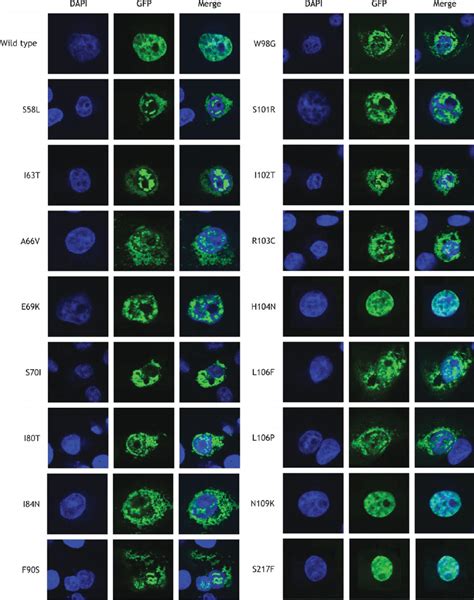 Subcellular Localization Of Wild Type And Mutant Foxl Proteins Dapi