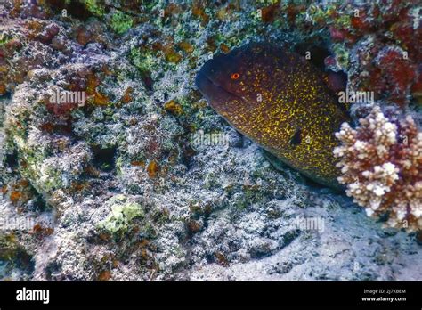 Goldentail Moray Eel Waiting For Prey Gymnothorax Miliaris Tropical