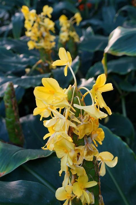 Plantfiles Pictures Yellow Ginger Hedychium Wardii 1 By Kell