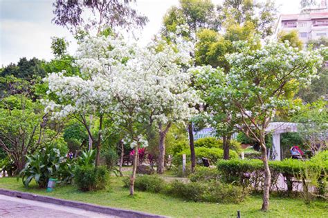 春必追四月雪浪漫花海！全台24大夢幻流蘇花景 景點