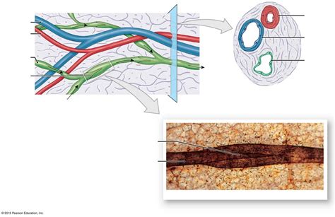 Ch 22 Lymphatic Vessels And Arteries Diagram Quizlet