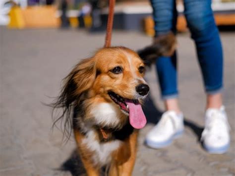 Den Hund Berall Mitnehmen Eine Bed Rfnisanalyse