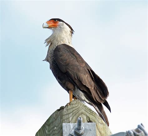 "Crested Cara Cara 1 .....National Bird of Mexico" by bobgotro | Redbubble