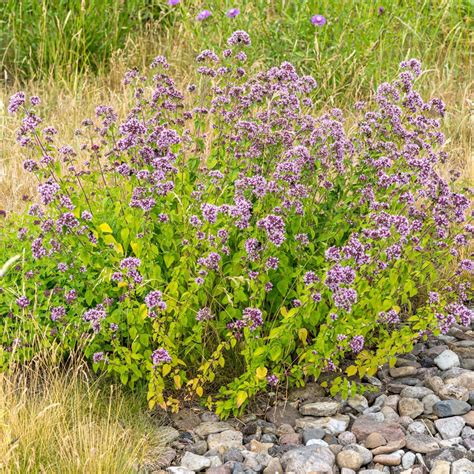 Origanum Vulgare Flother Staudenkulturen