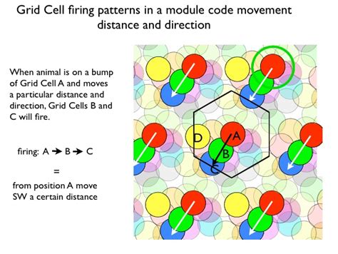 Human Grid Cells