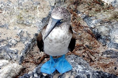 Blue Footed Booby OCEAN TREASURES Memorial Library