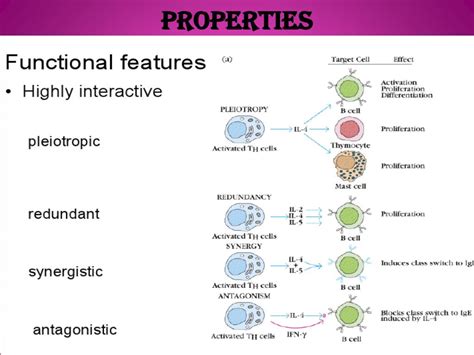 PPT - CYTOKINES- ITS PROPERTIES AND FUNCTION PowerPoint Presentation ...