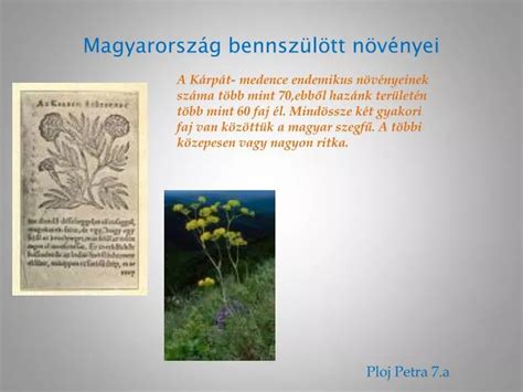 Ppt Magyarorsz G Bennsz L Tt N V Nyei Powerpoint Presentation Free