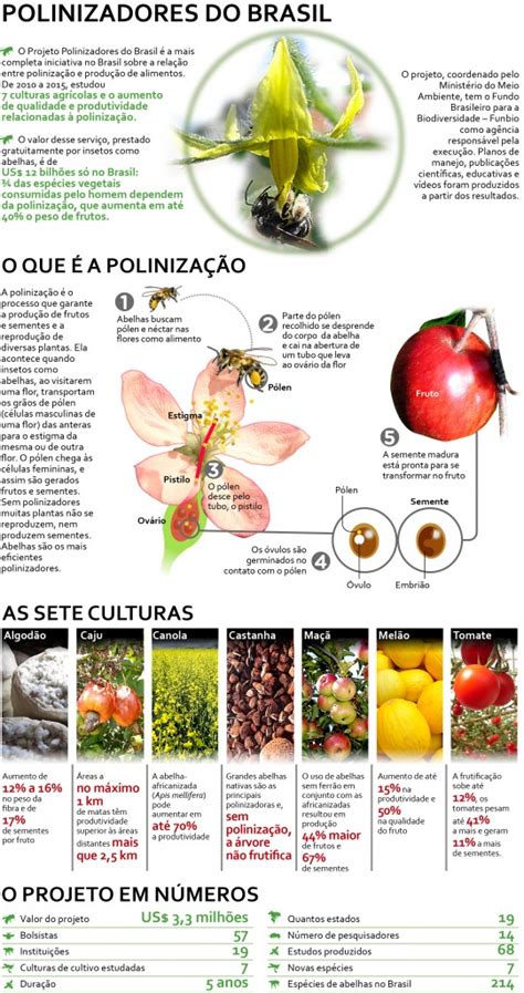 Reentrâncias A Importância Da Polinização Para A Segurança Alimentar