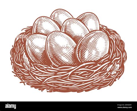 Eggs In The Nest Hand Drawn Sketch Vintage Vector Illustration Stock