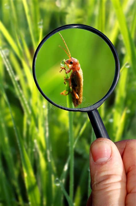 Naturalist Observing Insects Under A Magnifying Glass Ad