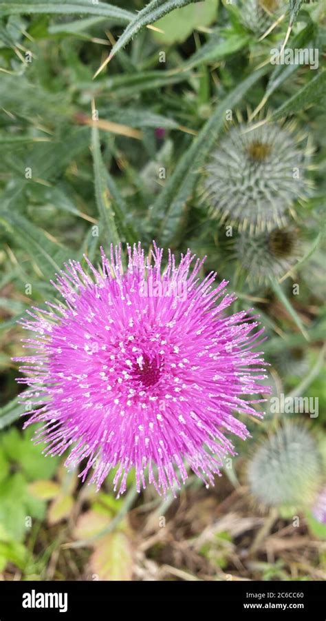 Thistle Scotland Emblem High Resolution Stock Photography And Images