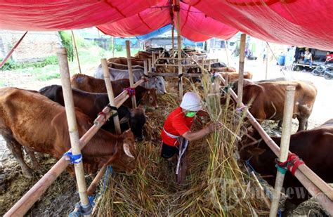 Jelang Iduladha H Penjualan Sapi Kurban Laris Foto