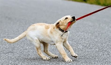 【por Qué Mi Perro Muerde La Correa Al Caminar】