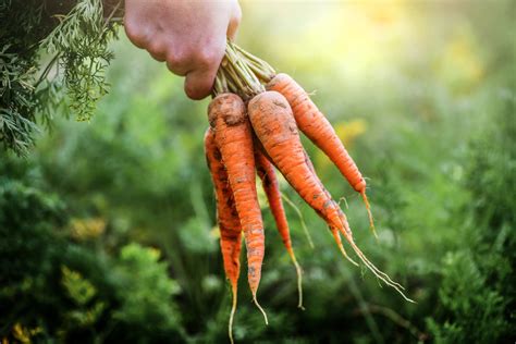 How To Grow Carrots And When To Harvest The Vegetable Newsweek