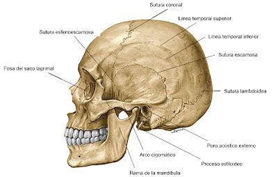 Anatom A Humana Craneo En Su Conjunto