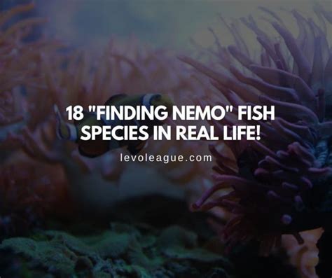 18 "Finding Nemo" Fish Species: See Them In Real Life!