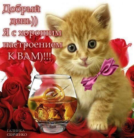 Открытки с пожеланием доброго дня с котами - Живые открытки для любого ...