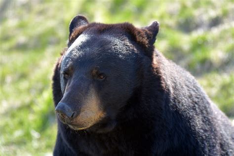 Close up of Black Bear · Free Stock Photo