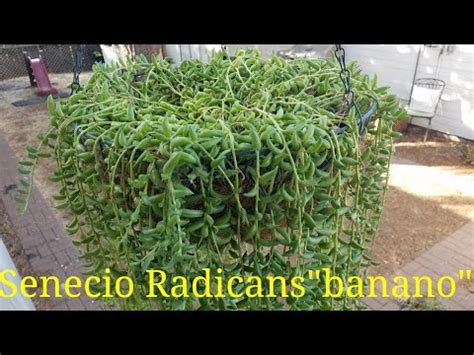 Como Cuido A Mi Senecio Radicans Suculenta Bananitos YouTube