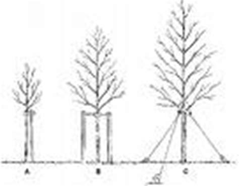 How To Properly Stake Newly Planted Shade Trees