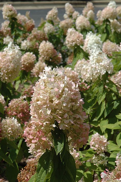 Sweet Summer Hydrangea Hydrangea Paniculata Sweet Summer In