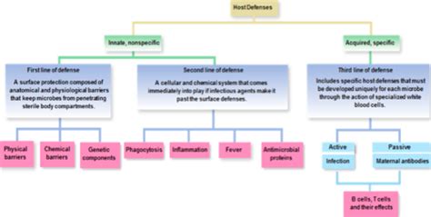 BIOL 207 Host Defenses Overview And Nonspecific Defenses Ch 12