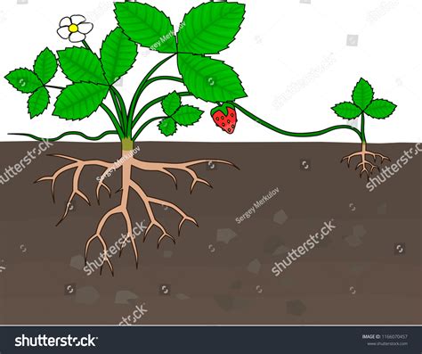 Vegetative Propagation Strawberries