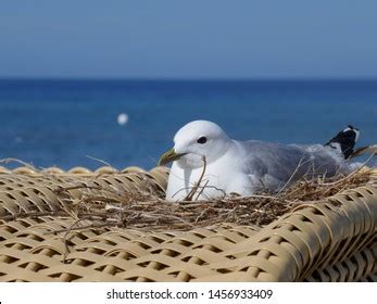 8,305 Seagull nest Images, Stock Photos & Vectors | Shutterstock