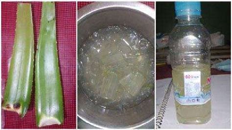 Extraction Of Aloe Vera Download Scientific Diagram