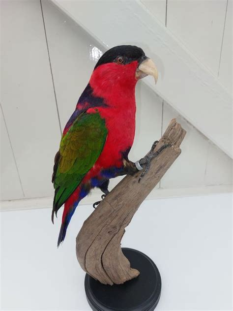 Black Capped Lory Dry Preserved Lorius Lory With Closed Catawiki