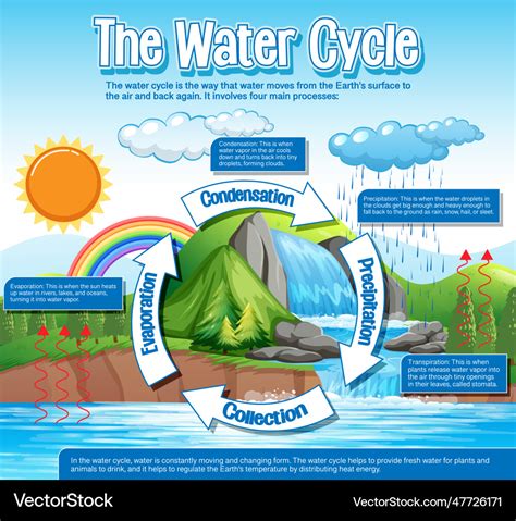 Water Cycle Diagram For Science Education Vector Image