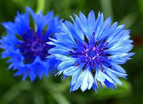 Dwarf Blue Cornflower Bachelor Buttons Seeds Etsy Espa A