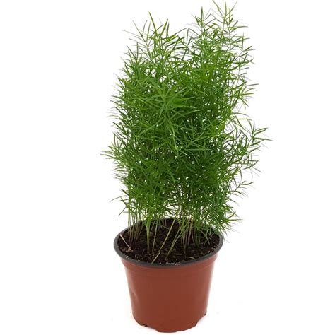 Аспарагус Шпренгера (Asparagus Sprengerii) D12 H30 купить в СПб