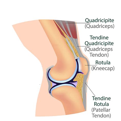 Anatomia Del Ginocchio Sintomi Diagnosi Trattamento E Recupero