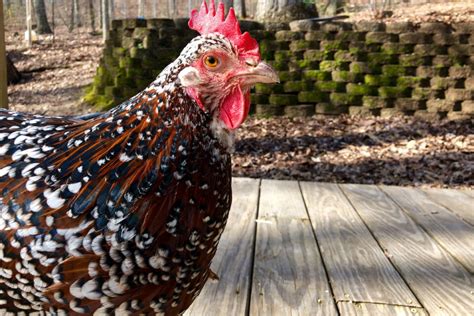 Speckled Sussex Chicken Breed Profile The Hip Chick