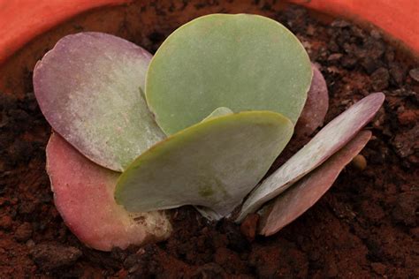 Kalanchoe thyrsiflora cuidados y cómo reproducirla Guía práctica