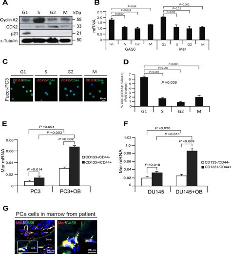 Growth Arrested Cells By The Associating With Gas6 And Mer Receptor