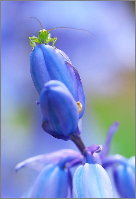 Un Poch Dans Le Lagen La Terre Est Bleue Comme Une Orang Flickr