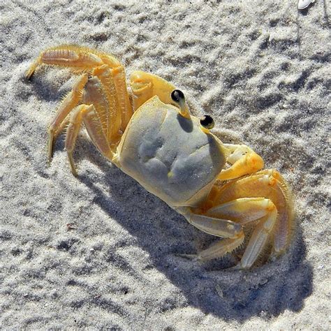 5 Types Of Crabs In Australia