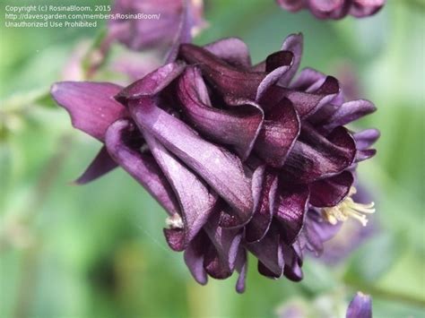 Plantfiles Pictures Aquilegia Clematis Flowered Columbine Black Barlow Aquilegia Vulgaris