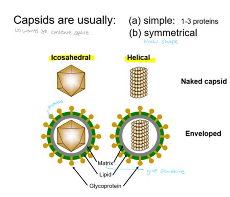 Basic Virology Flashcards Quizlet