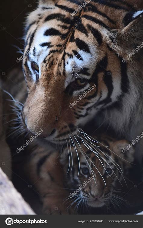 Madre Tigre Manchuriana Siete Años Juega Con Tres Cachorros Tigre