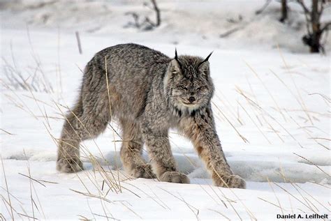 Canada Lynx | Canada lynx, Lynx, Wild cats